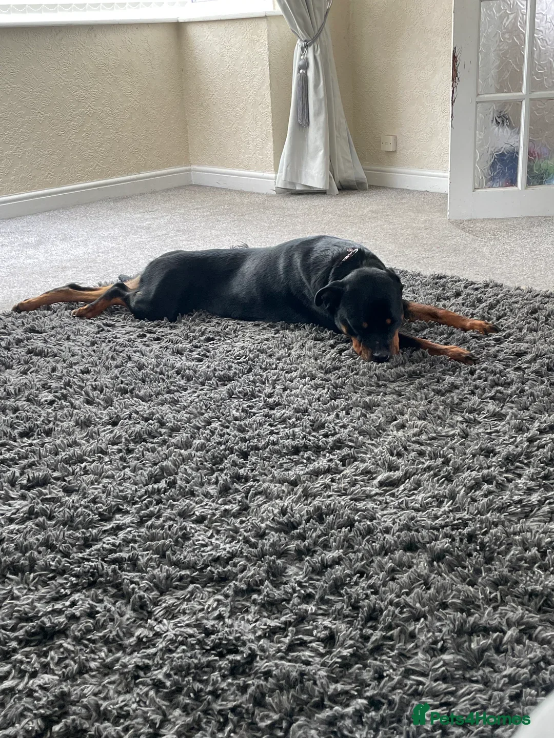 Rottweiler dogs for sale: Rottweiler girl for rehome - Image 7