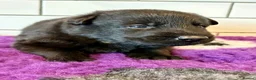 German Shepherd dogs for sale: Fully health tested German shepherd Puppies. - Advert 6