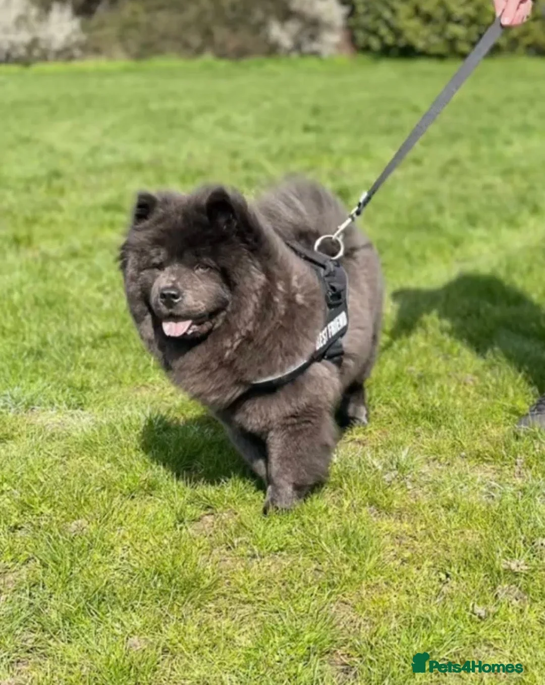 Chow Chow dogs for sale: JUST ONE FEMALE LEFT! 8WEEKS OLD! - Advert 9