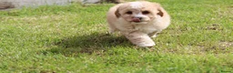 Cavapoochon dogs for sale: Beautiful Cavapoochon puppies for sale - Advert 17
