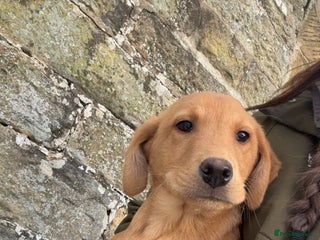 Labrador Retriever dogs Gorgeous Lab pups - Advert 1