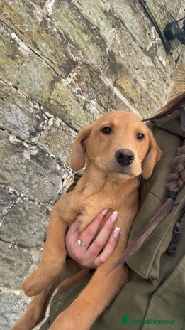 Labrador Retriever dogs Gorgeous Lab pups - Advert 2