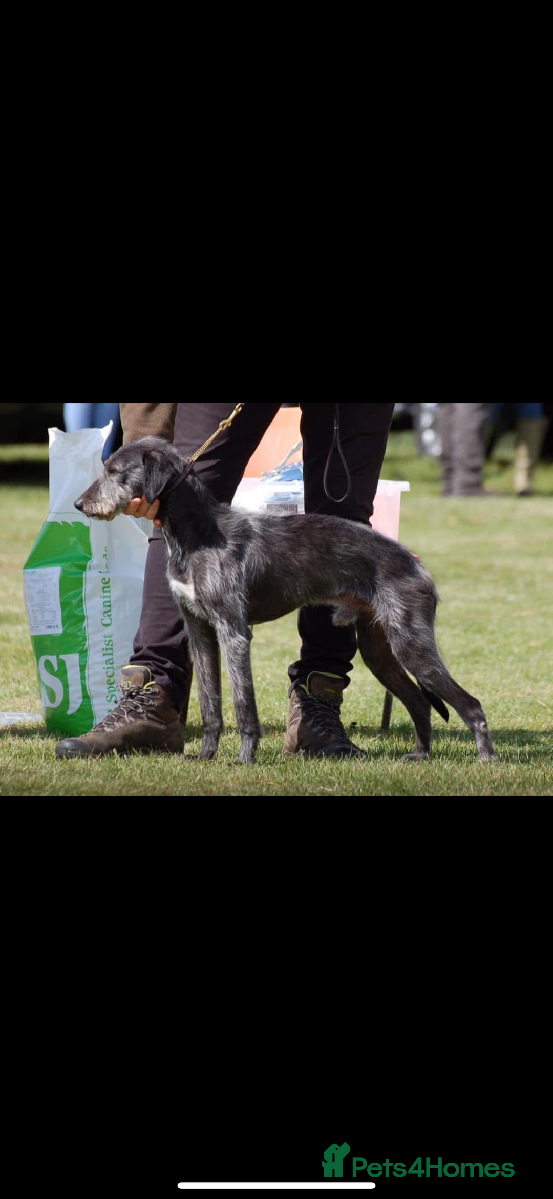 Bedlington Terrier dogs for stud: Bedlington whippet  - Advert 5