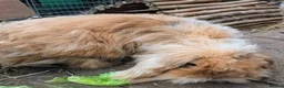 Lionhead rabbits for sale: Two lionhead rabbits brother and sister in Rotherham - Advert 9