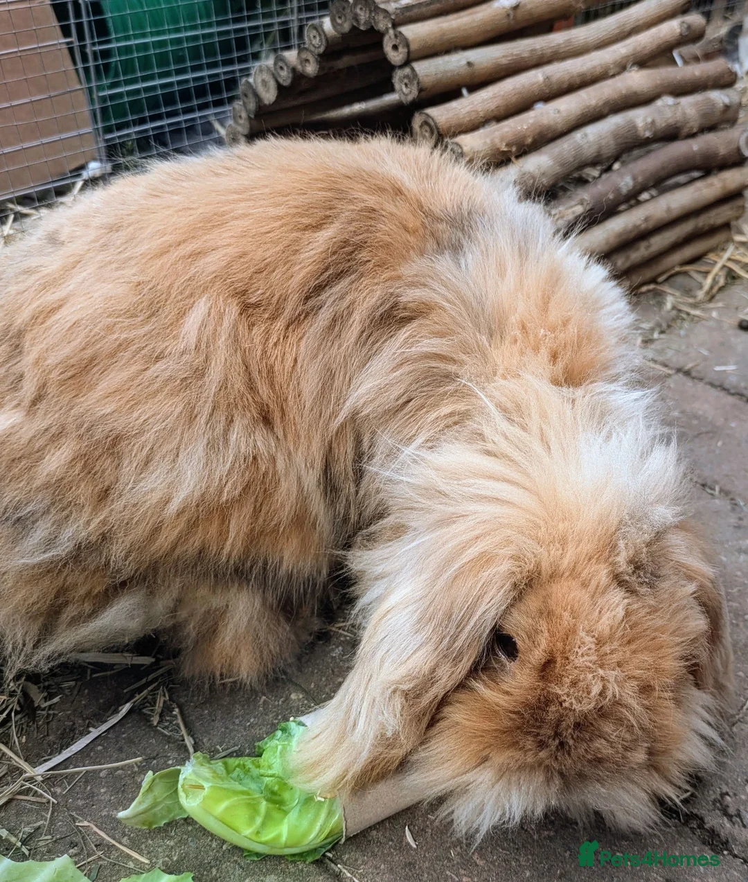 Lionhead rabbits for sale: Two lionhead rabbits brother and sister in Rotherham - Advert 9