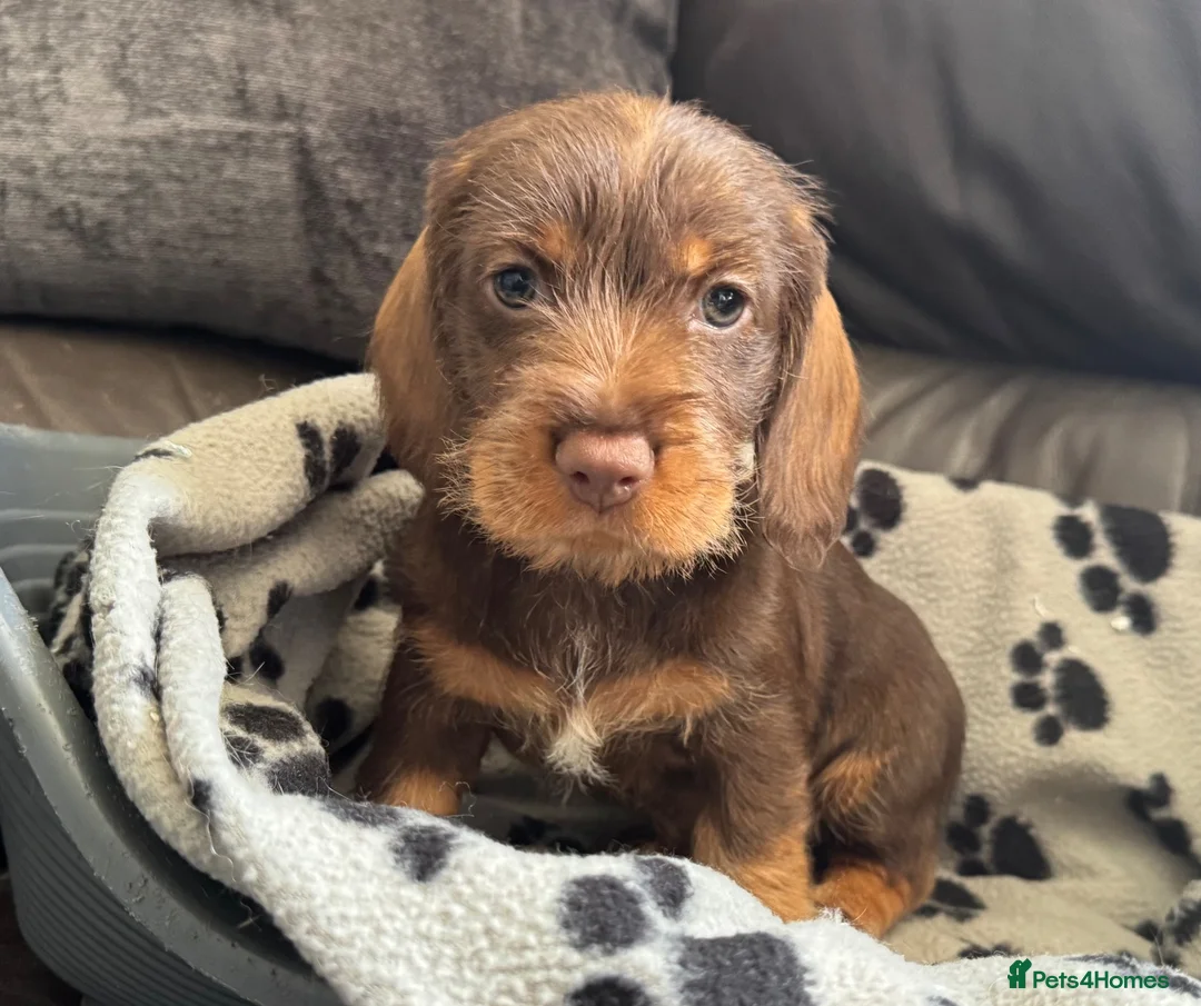 Dachshund dogs for sale: Stunning Kc standard wirehaired  - Advert 2