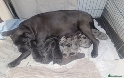 Cane Corso dogs for sale: Look 👀 absolutely stunning cane corso. - Image 25