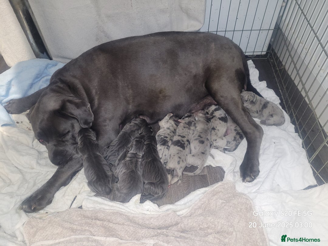 Cane Corso dogs for sale: Look 👀 absolutely stunning cane corso. - Image 25
