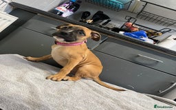 Staffordshire Bull Terrier dogs for sale: Beautiful Staffy pups  in Shrewsbury - Image 13