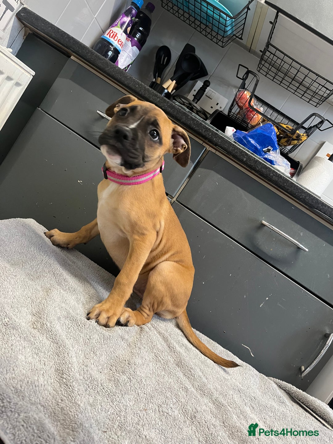 Staffordshire Bull Terrier dogs for sale: Beautiful Staffy pups  in Shrewsbury - Image 13