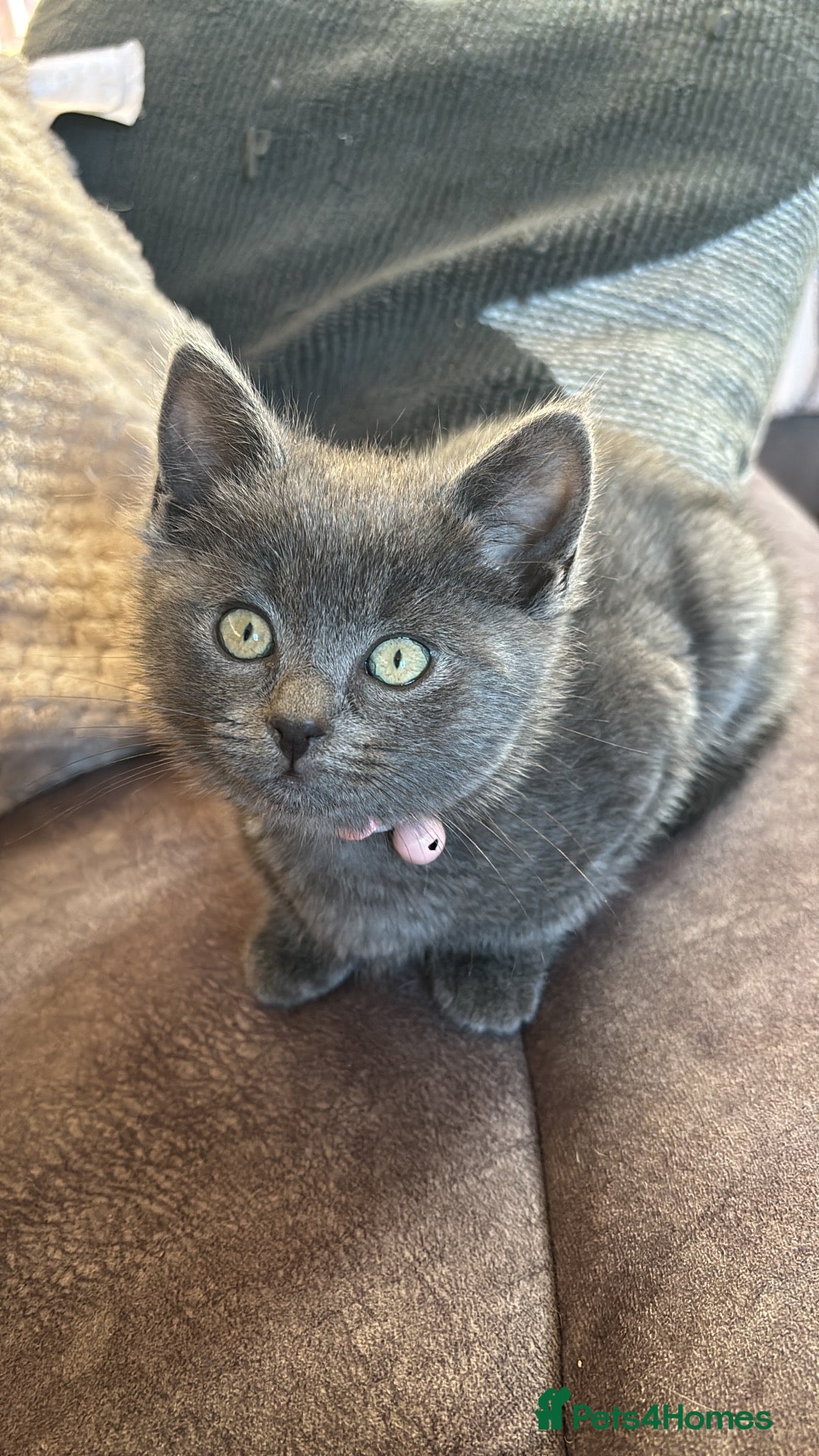 Russian Blue cats Kitten ready now  - Advert 1