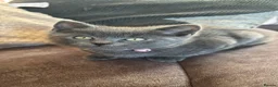 Russian Blue cats for sale: Kitten ready now  - Advert 1