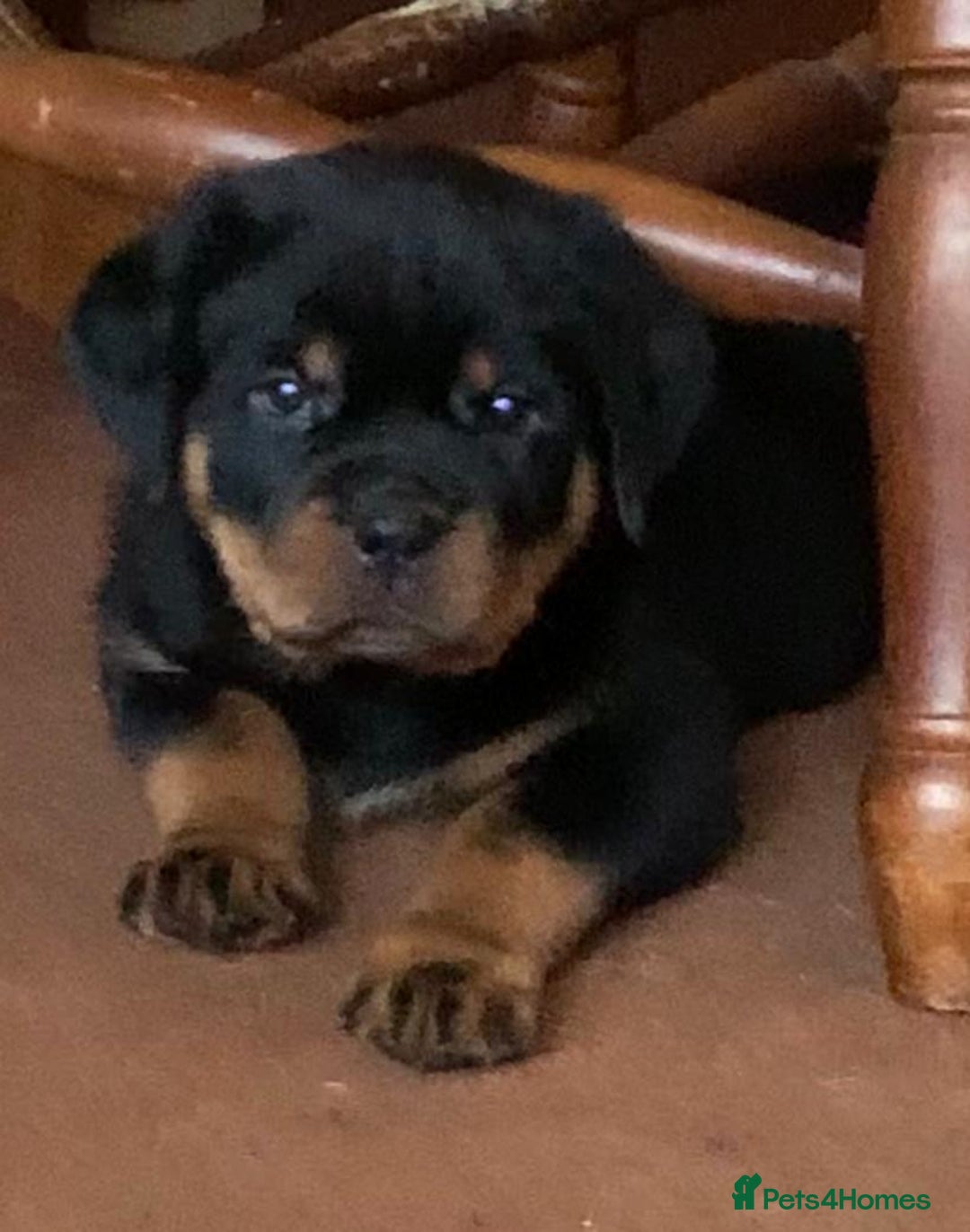 Rottweiler dogs for sale: Proper big old fashioned Rottie  pups ready now  - Advert 3