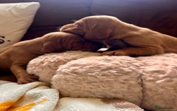 Hungarian Vizsla dogs for sale: Hungarian viszla puppies  - Image 10