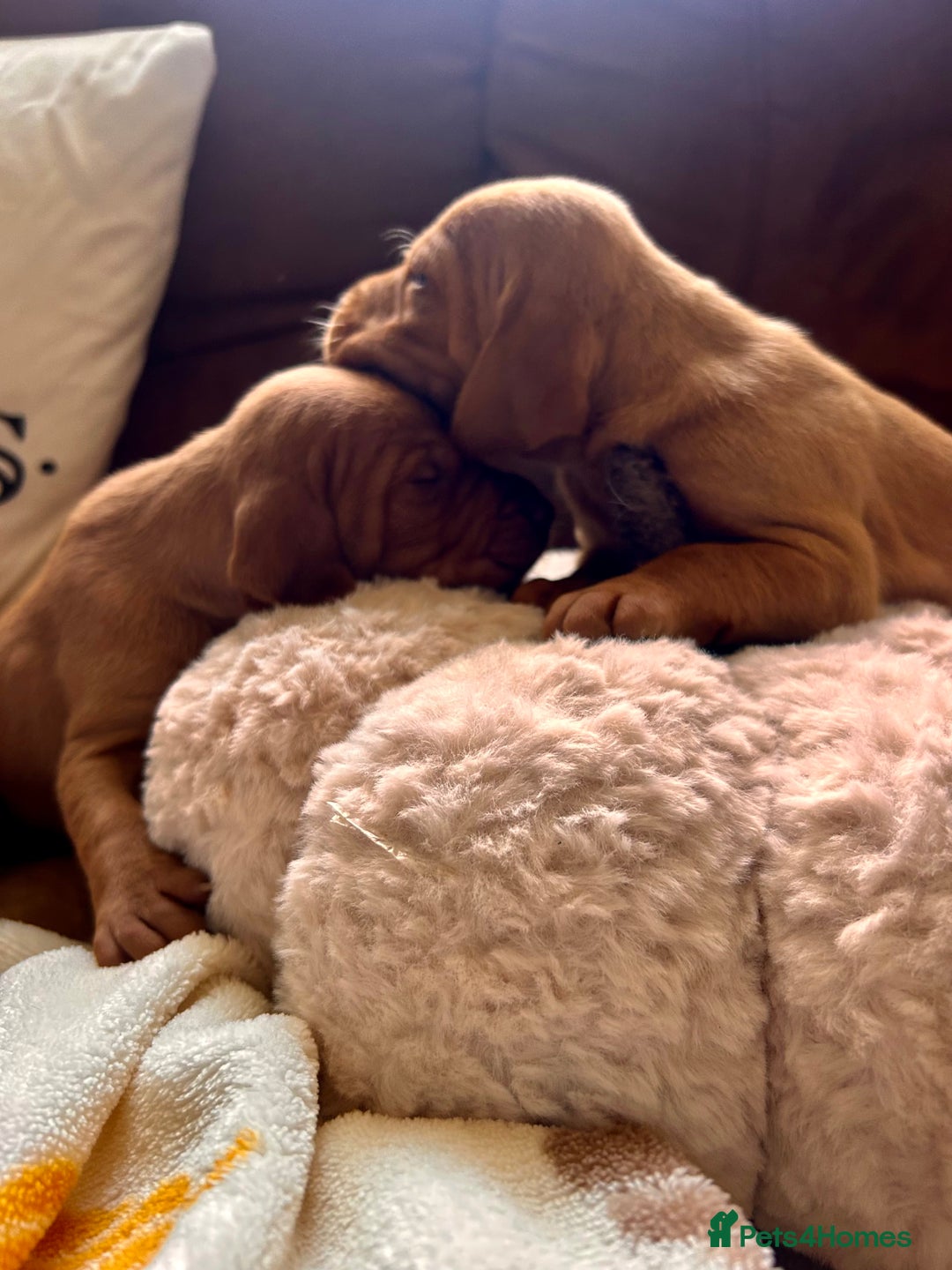 Hungarian Vizsla dogs for sale: Hungarian viszla puppies  - Image 10