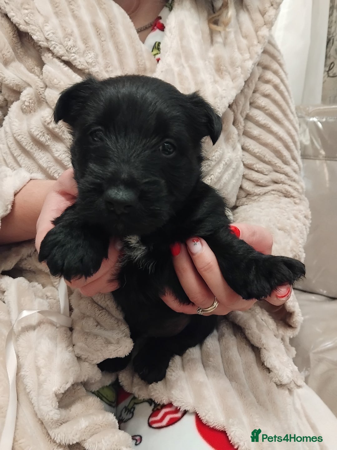 Scottish Terrier dogs for sale: Beautiful Scottish terrier puppies - Advert 13
