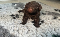 Cockapoo dogs for sale: 🐾 Beautiful F1B Cockapoos –Health Tested Parents  - Image 11