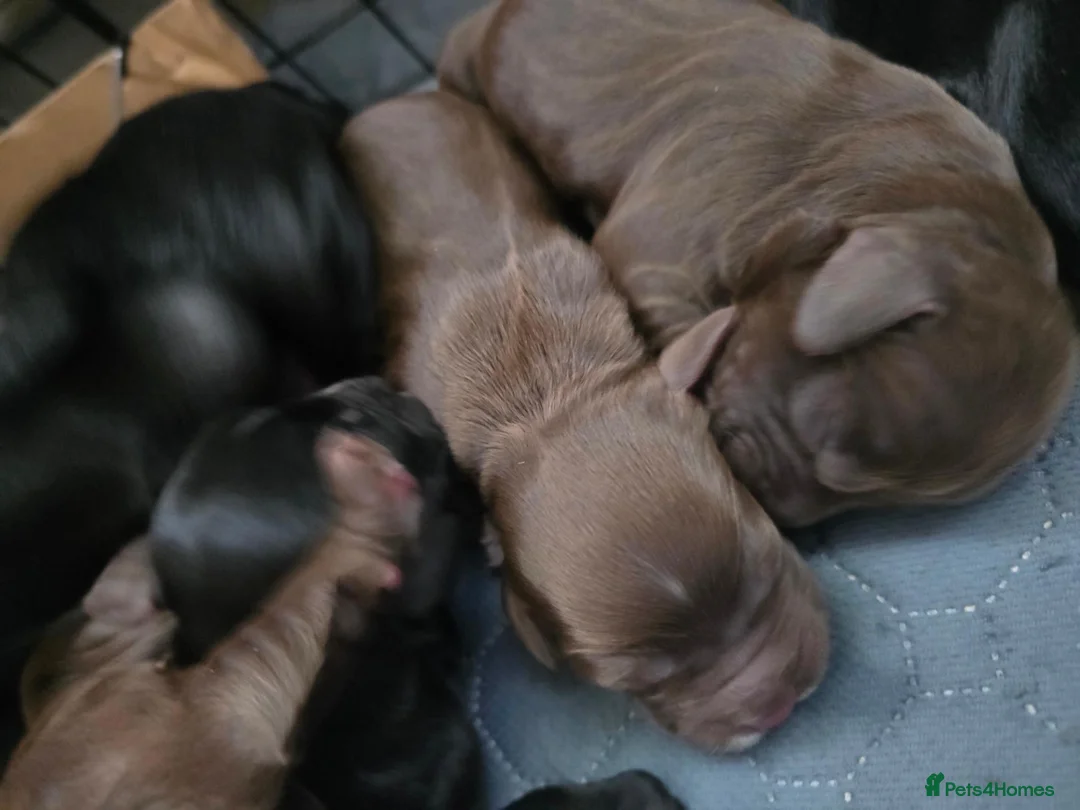 Cocker Spaniel dogs for sale: Cocker Spaniels  - Advert 2