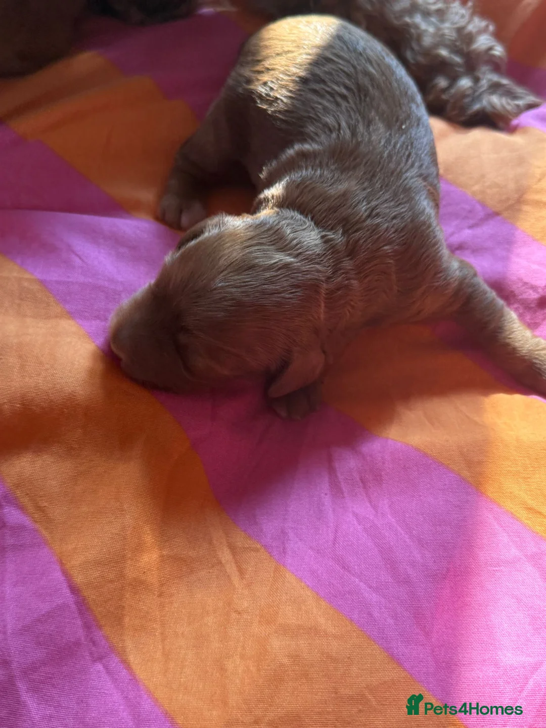 Cockapoo dogs for sale: 3 beautiful fox red Cockapoos puppies  - Advert 2