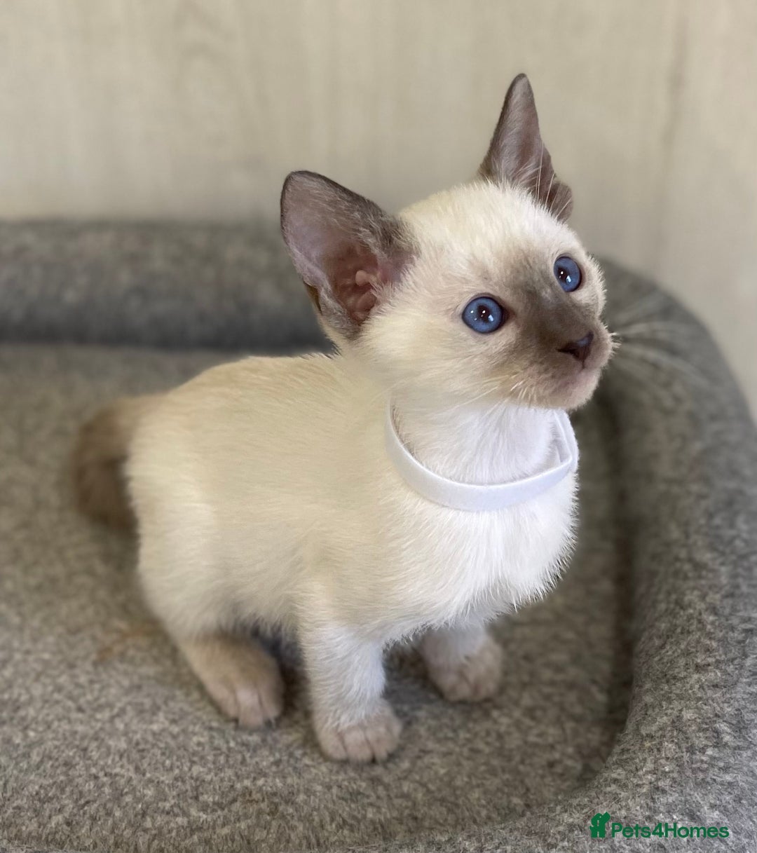 Siamese cats for sale: GCCF Registered Traditional Siamese Kittens.  - Image 9