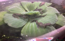 Newt reptiles for sale: Alpine newts for sale - Image 2