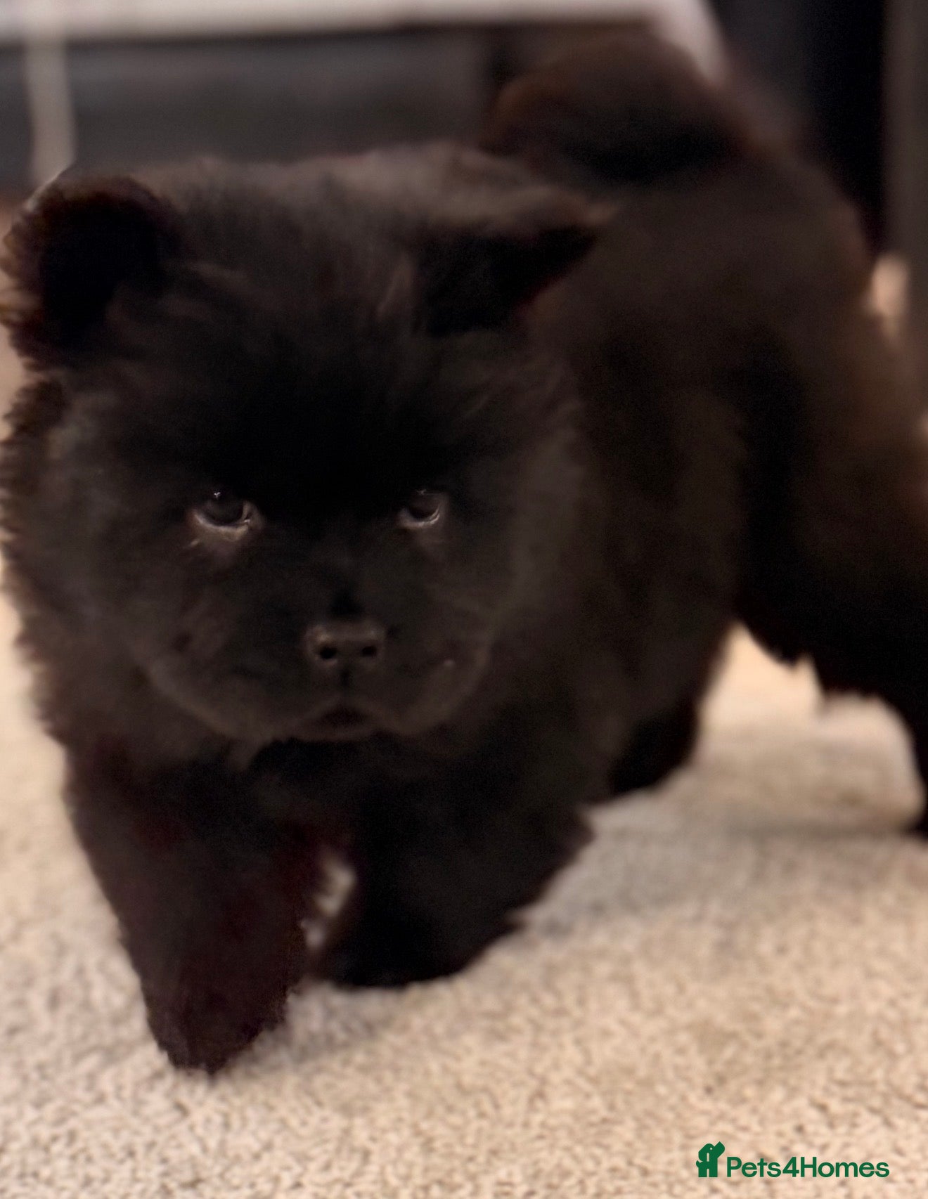 Chow Chow dogs Ready to go to their new homes.  - Advert 9