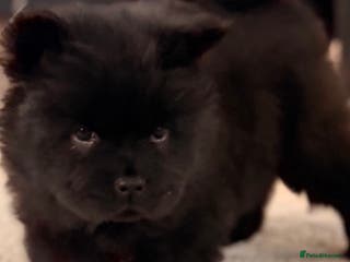 Chow Chow dogs Ready to go to their new homes. - Advert 6