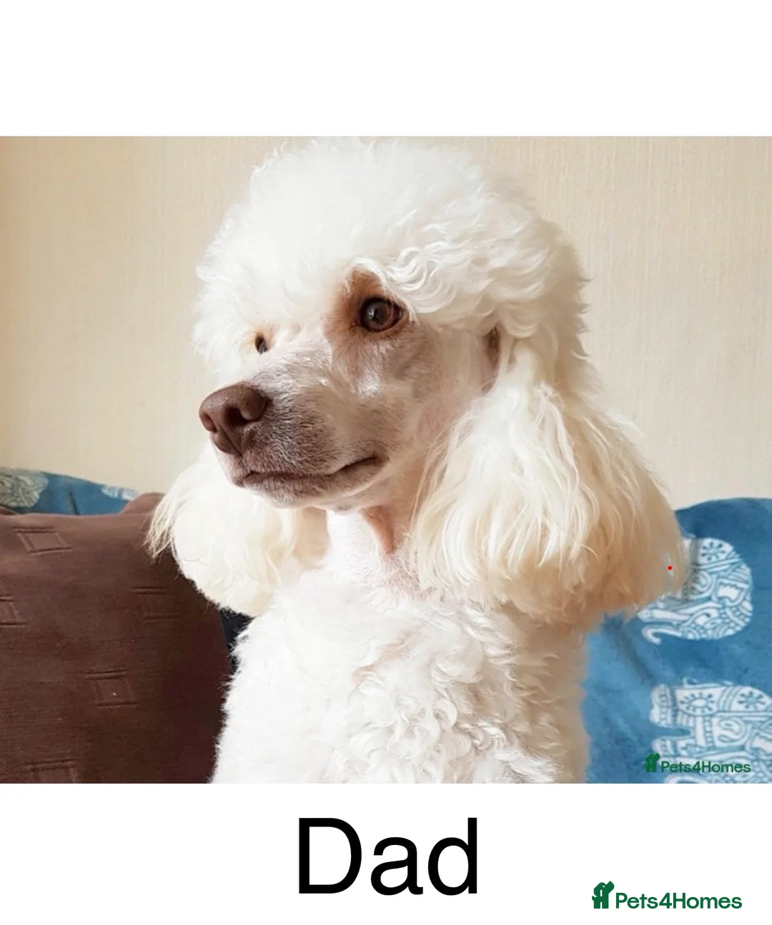 Cockapoo dogs for sale: Stunning F1 Cockapoos - Advert 20