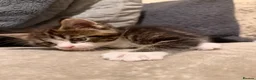 Maine Coon cats for sale: Maine Coon Kittens For Sale! 🐾 - Advert 7