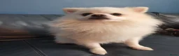 Pomeranian dogs for sale: Male pomeranian age 2  - Advert 2