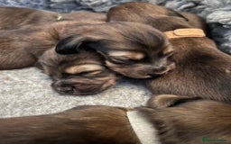 Miniature Dachshund dogs for sale: ⭐️⭐⭐️⭐️⭐️ Litter Due 25th November Reserve Now!  - Advert 4