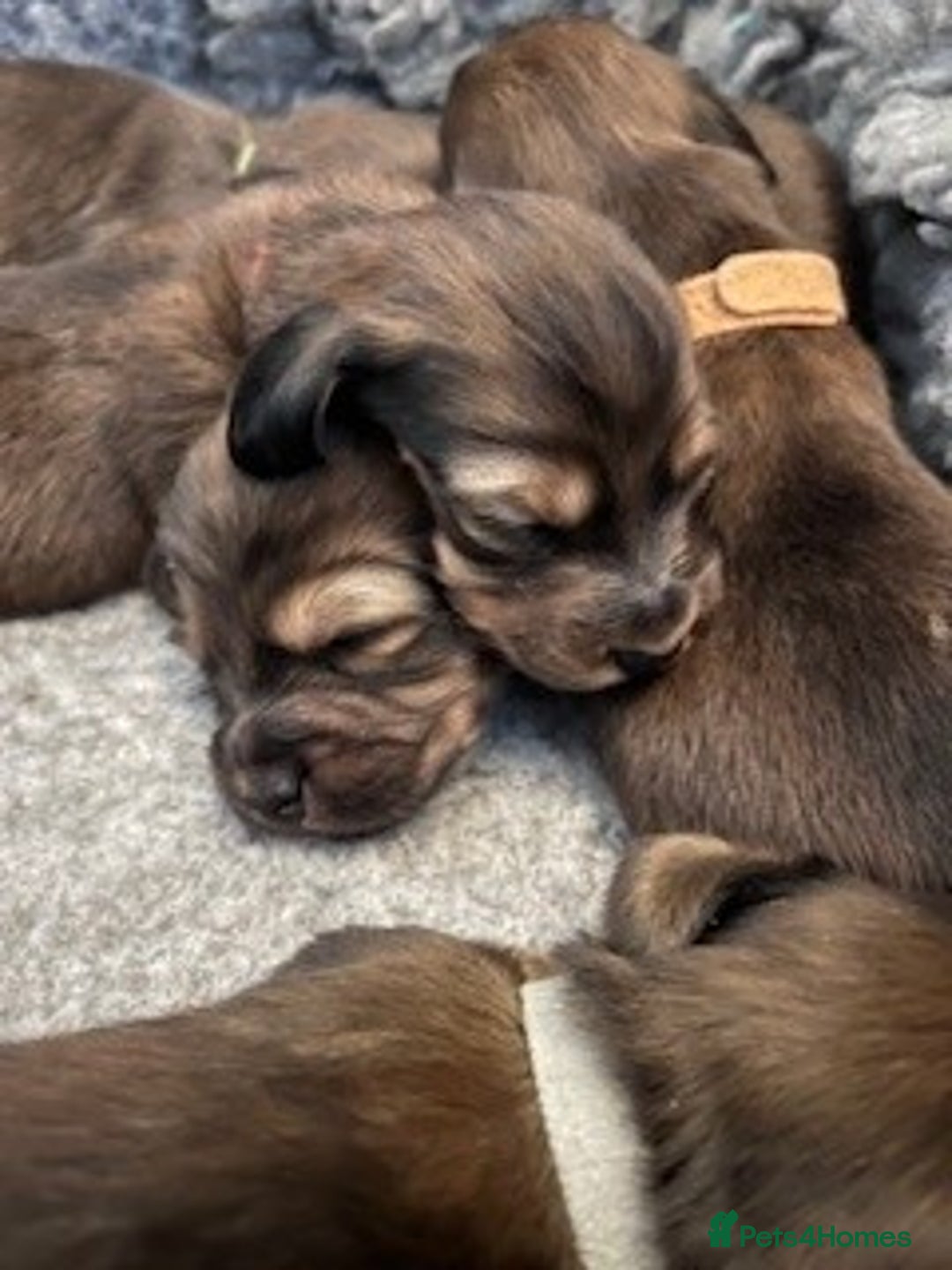 Miniature Dachshund dogs for sale: ⭐️⭐⭐️⭐️⭐️ Litter Due 25th November Reserve Now!  - Advert 4