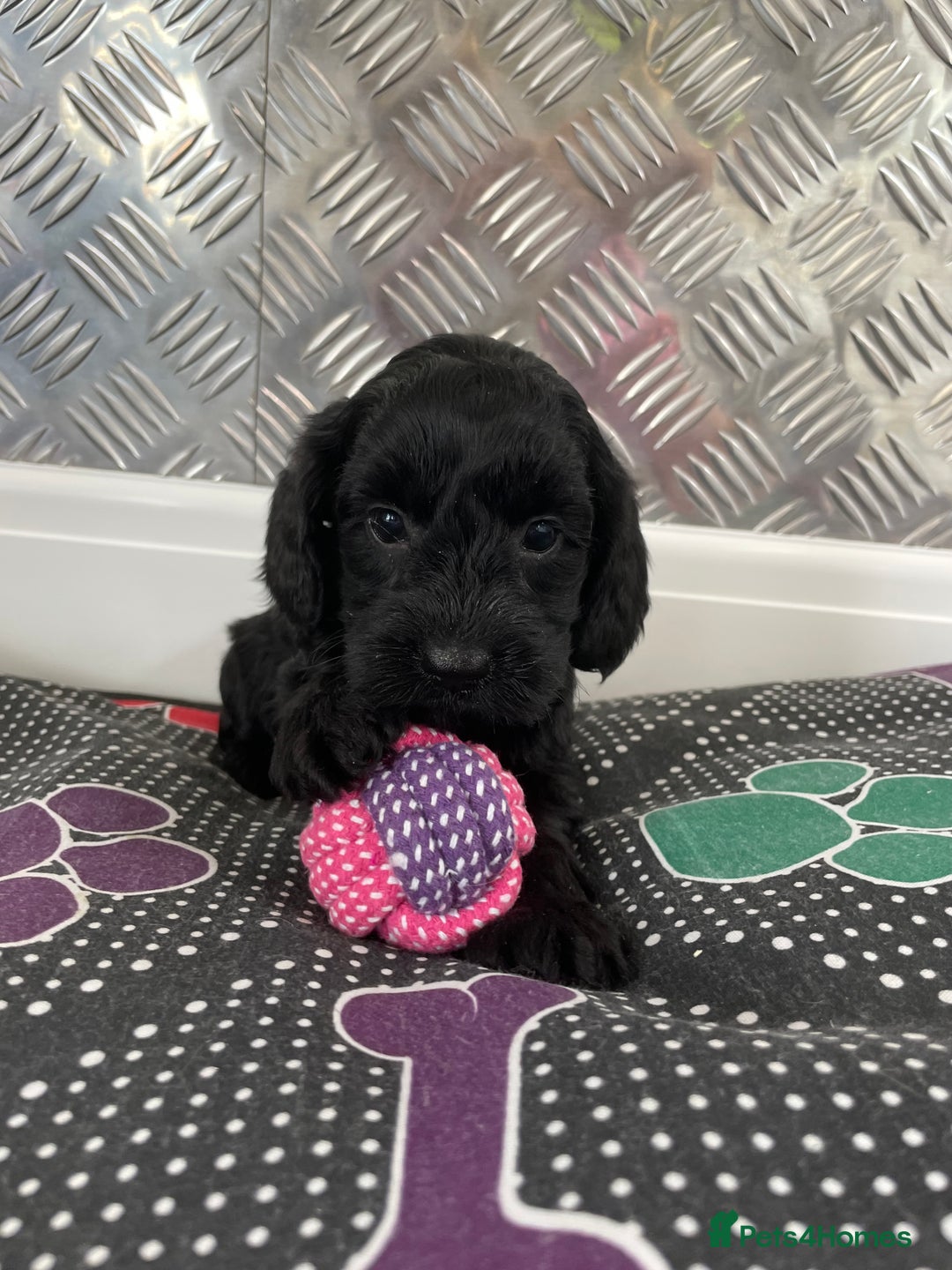 Cockapoo dogs for sale: F1 Cockapoos for sale  - Image 23