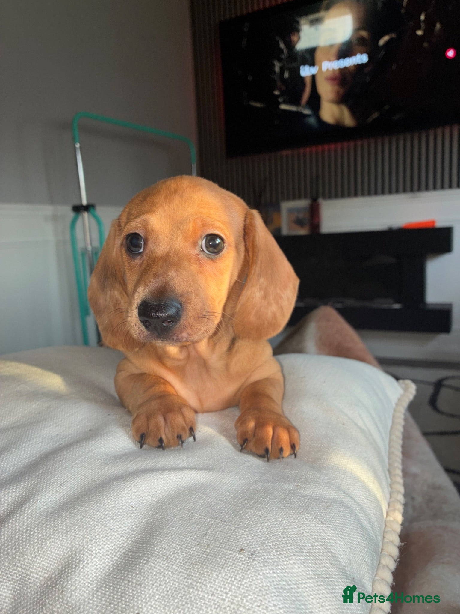 Miniature Dachshund dogs Miniature Dachshund  - Advert 2
