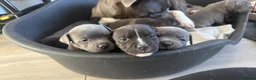 Staffordshire Bull Terrier dogs for sale: Staffordshire bull terriers for sale  - Advert 4