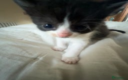 Persian cats for sale: Male Half Persian Kitten  - Image 3