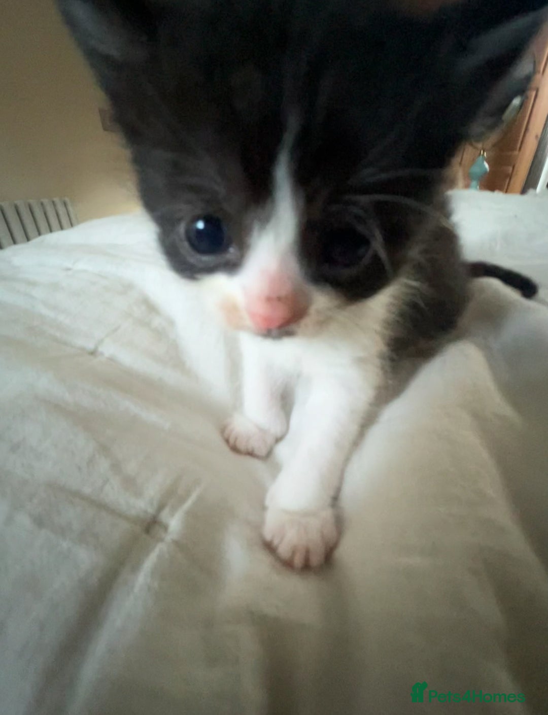 Persian cats for sale: Male Half Persian Kitten  - Image 3
