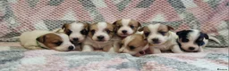 Jack Russell dogs for sale: KC reg Jack Russell pups, parents DNA health teste - Advert 6