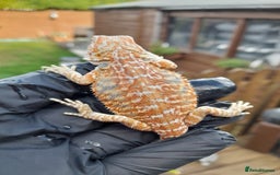 Bearded Dragon reptiles for sale: Two beautiful bearded dragons available  - Image 8