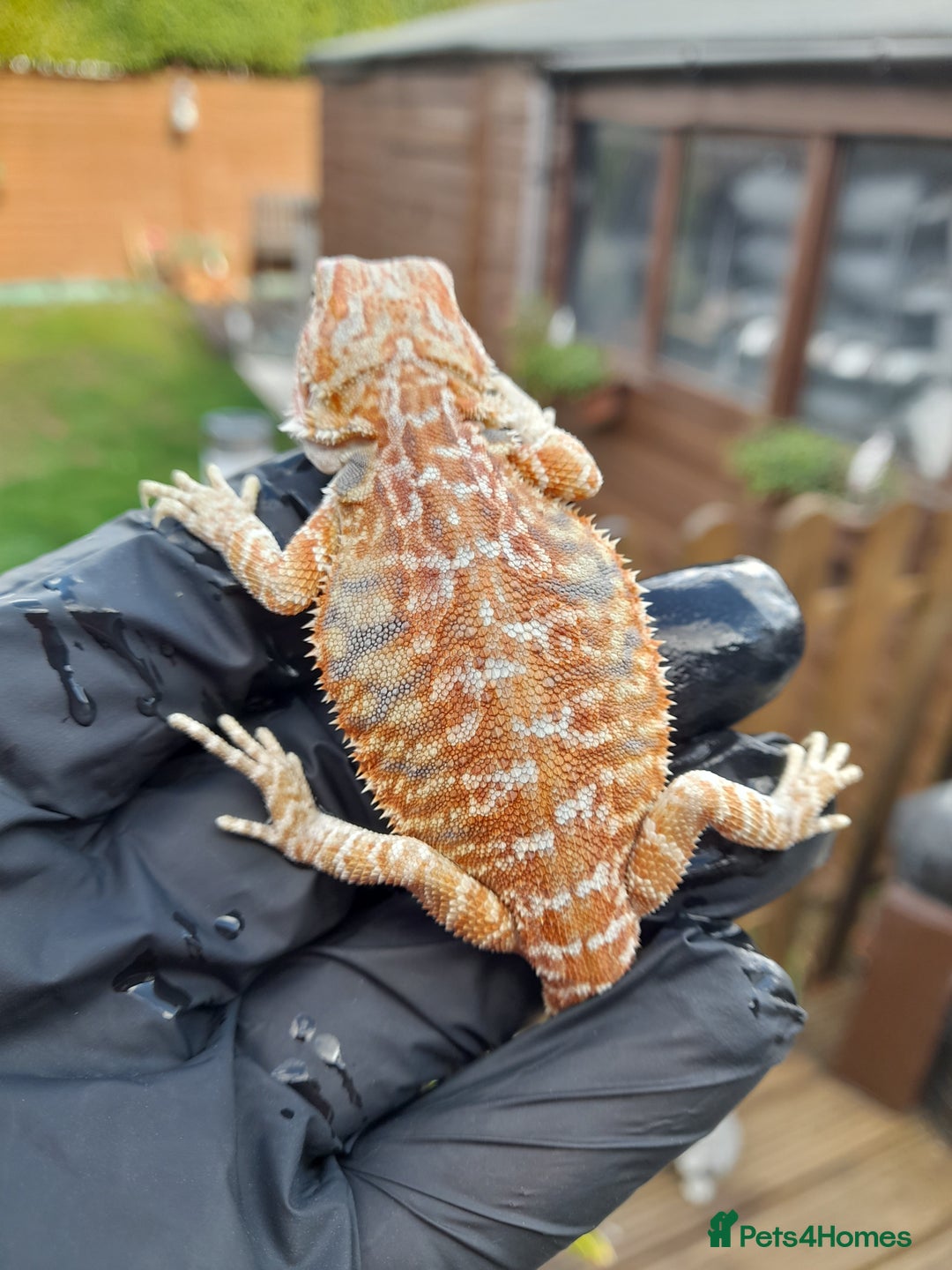 Bearded Dragon reptiles for sale: Two beautiful bearded dragons available  - Image 8