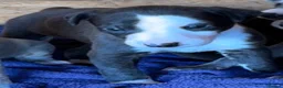 Whippet dogs for sale: Stunning whippet pups  - Advert 16