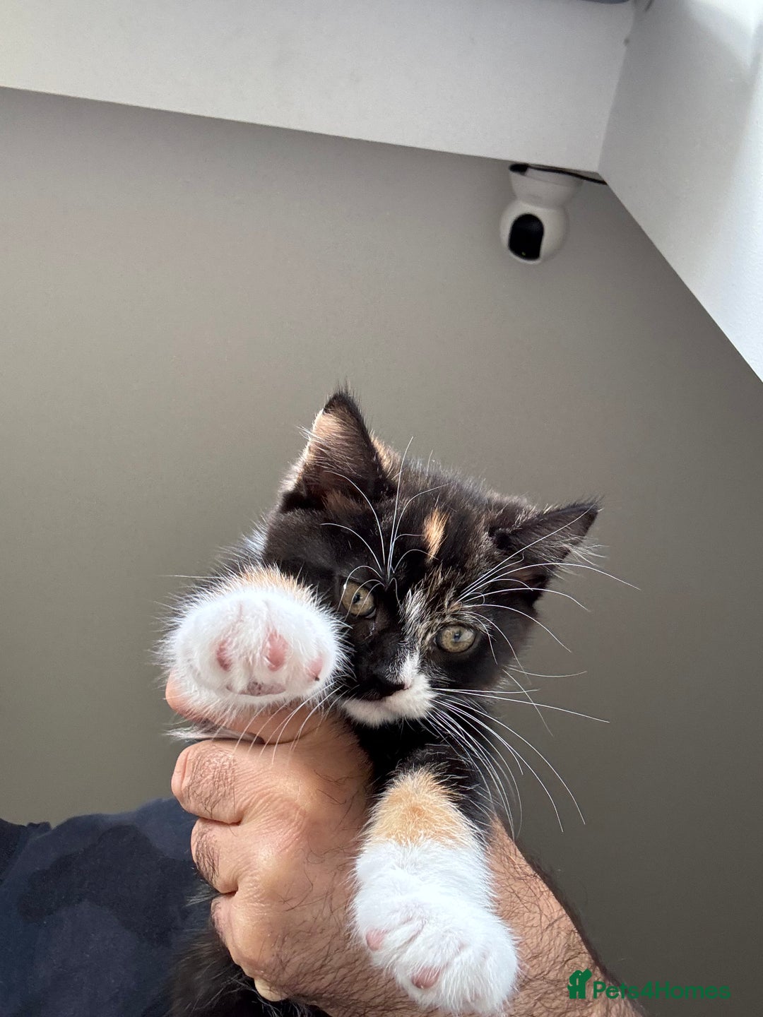 British Shorthair cats for sale: It’s a British short hair  - Advert 10