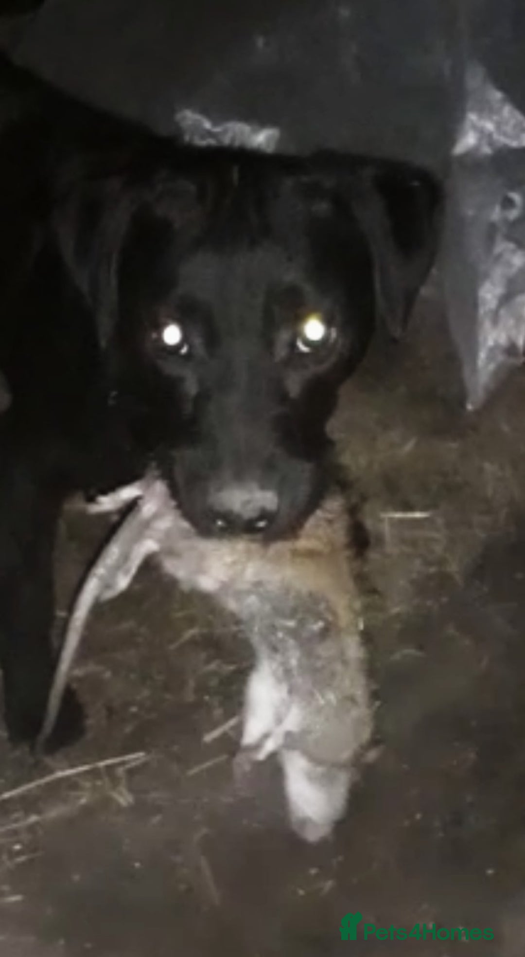 Patterdale Terrier dogs for stud: Powell x Wheeler  - Image 3