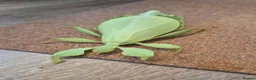 Stick Insects invertebrates for sale: Leaf Insect Eggs for Sale – UK Bred - Advert 4