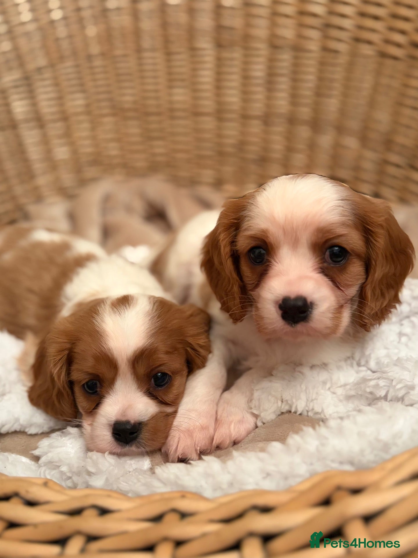 Cavalier King Charles Spaniel dogs DNA Clear KC Registered Cavalier Kcs Pups - Advert 1