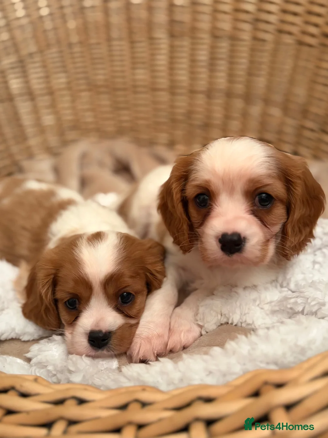 Cavalier King Charles Spaniel dogs for sale: DNA Clear KC Registered Cavalier Kcs Pups - Advert 1