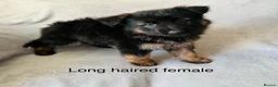 German Shepherd dogs for sale: Gorgeous German shepherd pups for sale  in Durham - Advert 8