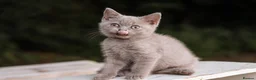 British Shorthair cats for sale: Stunning British Shorthair Kittens 🤍🐈 - Advert 17