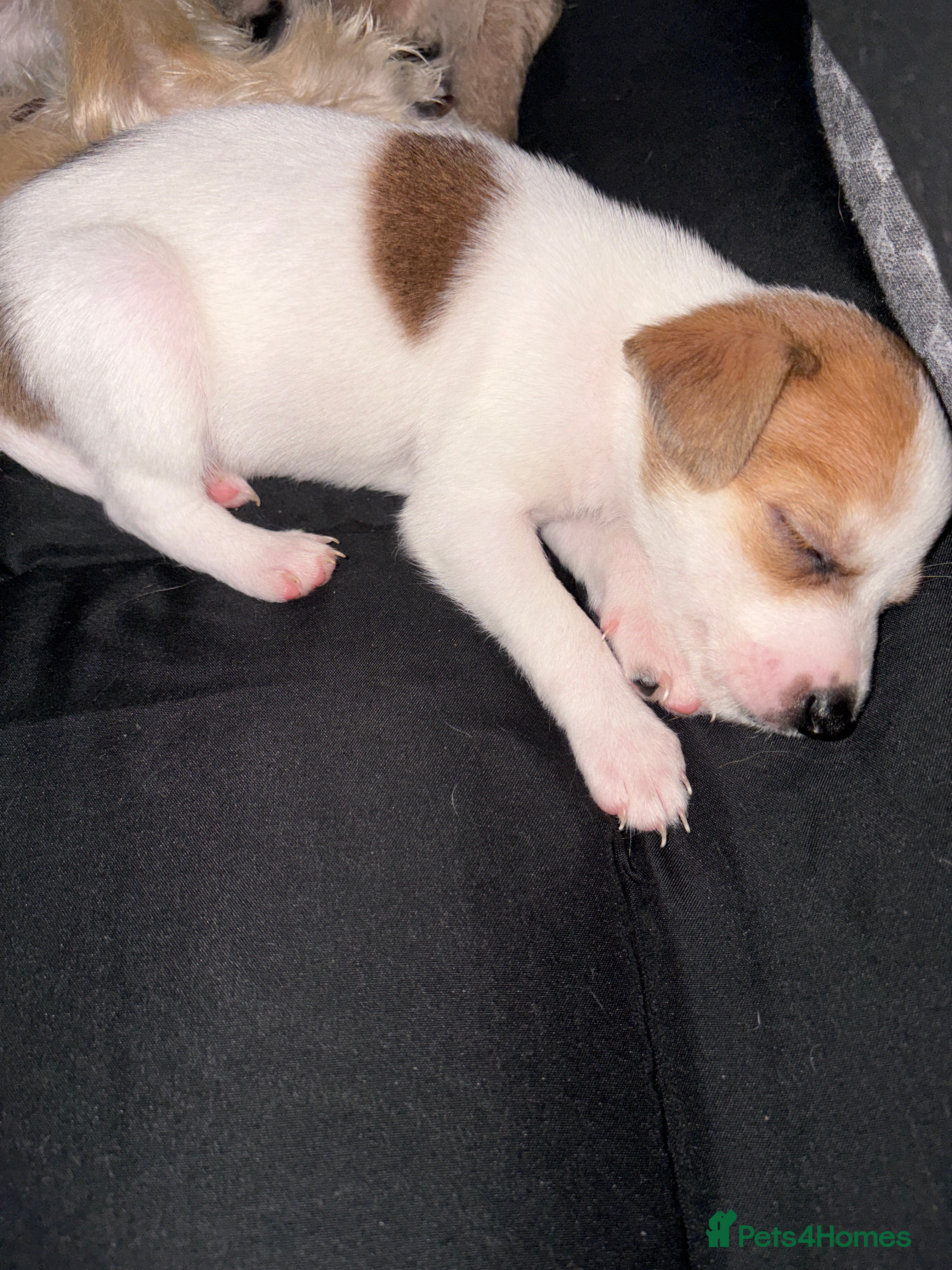 Mixed Breed dogs Puppy for sale  - Advert 14