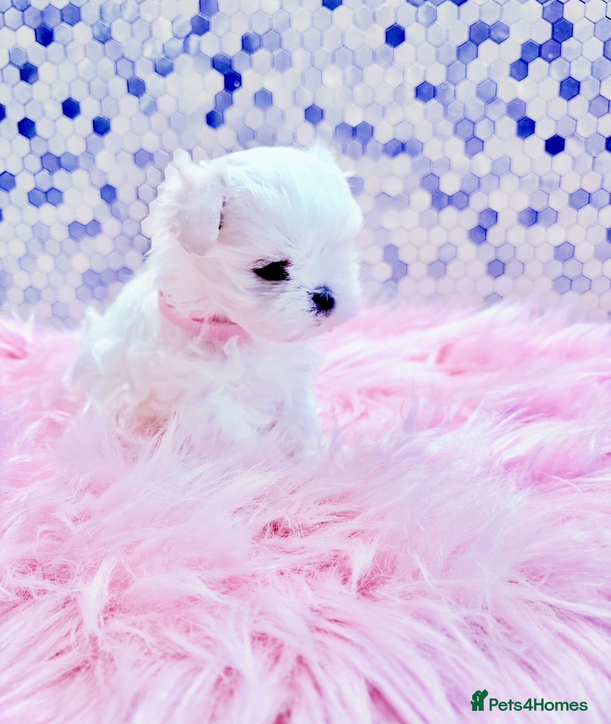 Maltese dogs ❤️🩵Full Korean KC baby boy ready now ❤️🩵 - Advert 1